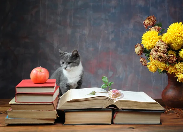 Katt poserar för på böcker och blommor — Stockfoto