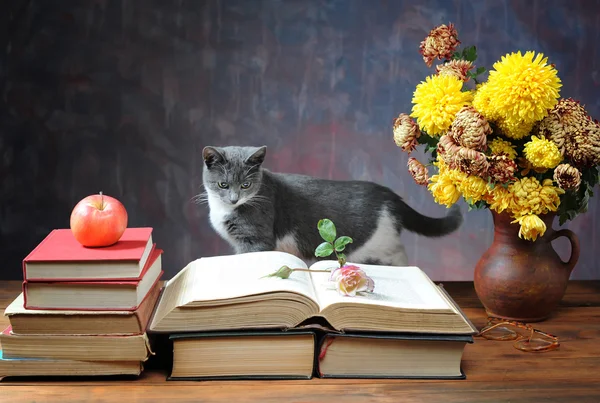 Kočka pózuje na knihy a květiny — Stock fotografie