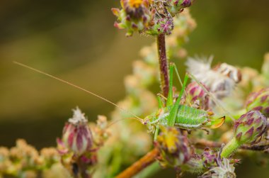 Yeşil çekirge poz için çiçekler