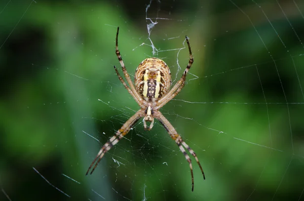 Wasp spider resting on the network — Stock Photo, Image