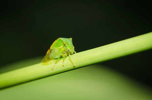 Little green grasshopper resting — Stock Photo, Image