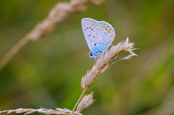 Motyl niebieski odpoczynek na trawie — Zdjęcie stockowe