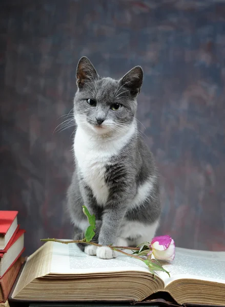 Kedi poz için kitap ve çiçekler — Stok fotoğraf