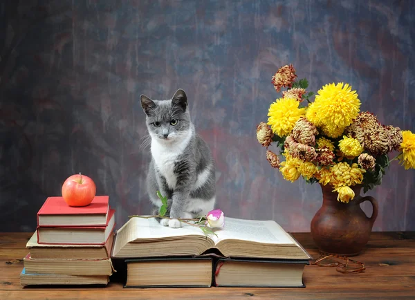 Katt poserar för på böcker och blommor — Stockfoto