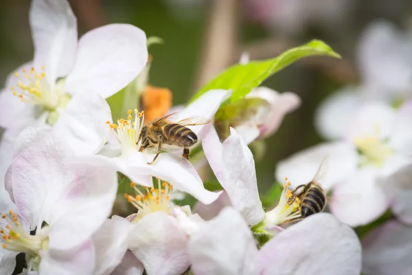 Las abejas recogen el polen de las flores de los manzanos — Foto de Stock