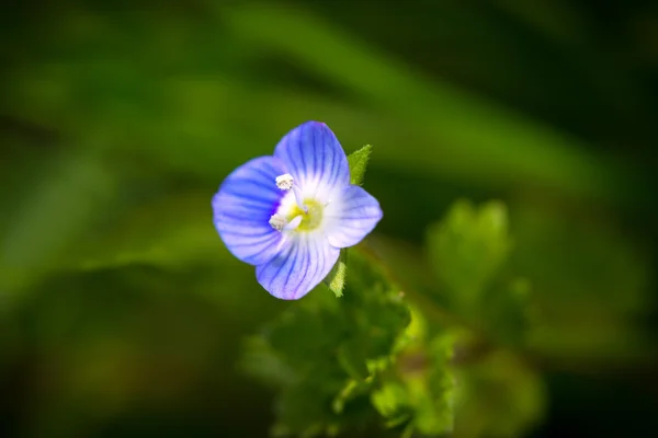 Verónica persica, una pequeña flor azul —  Fotos de Stock