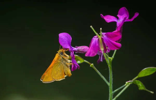 Motýl sbírá pyl z Fialový květ — Stock fotografie