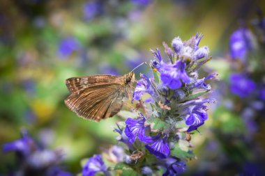 Polen Avrupa Kaptan (Thimelicus silvestris) toplar