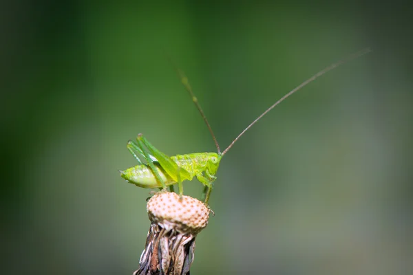 Green grasshopper resting on a dandelion — Stock Photo, Image