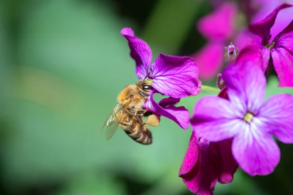 La abeja recoge polen en las flores — Foto de Stock