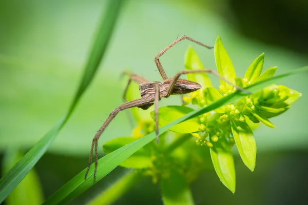 オオカミのクモは草の上に休んでいます。 — ストック写真