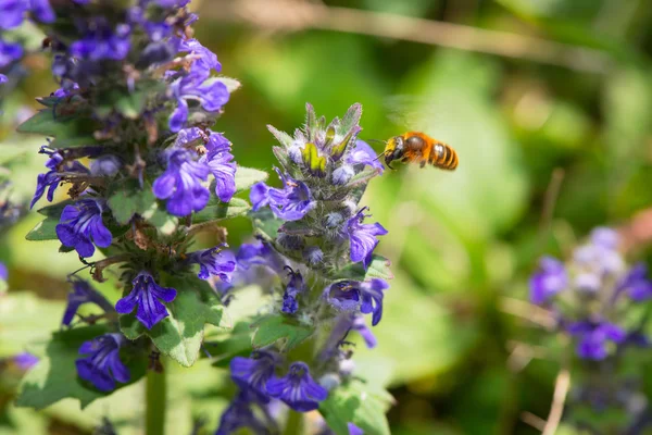 La abeja en vuelo recogiendo polen de una flor azul — Foto de Stock