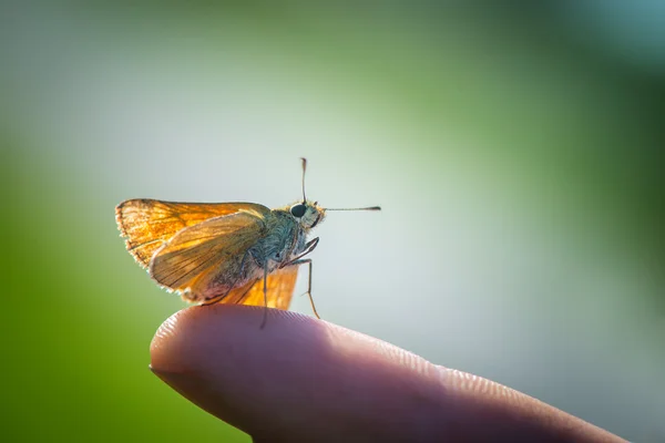 Skipper papillon reposant sur ma main — Photo