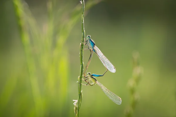 Two Dragonflies making love on the grass — Stock Photo, Image