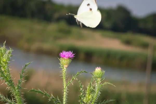 Белая Бабочка собирает пыльцу с цветов — стоковое фото