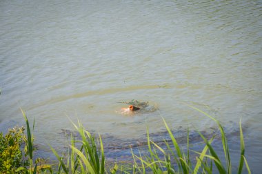 Balıkçılık nehir balık sazan