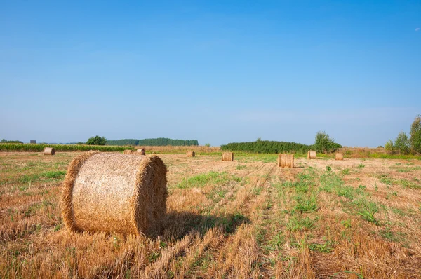 The Mown wheat and straw Stock Photo