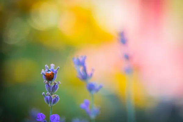 Un fiore bello pieno — Foto Stock