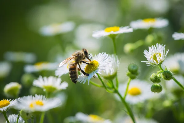 Una abeja de pie sobre una flor — Foto de Stock