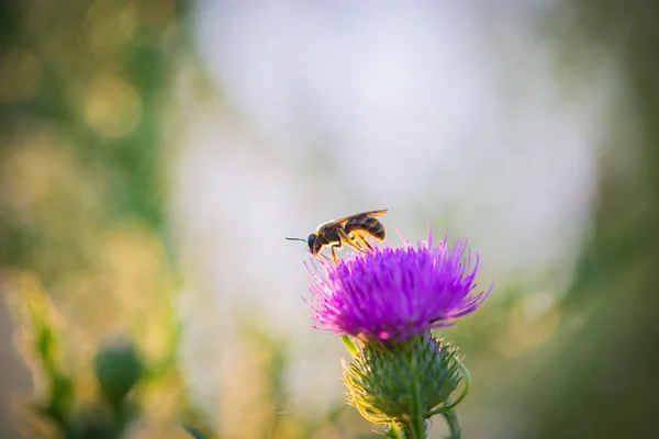 Abeja de pie sobre una flor — Foto de Stock