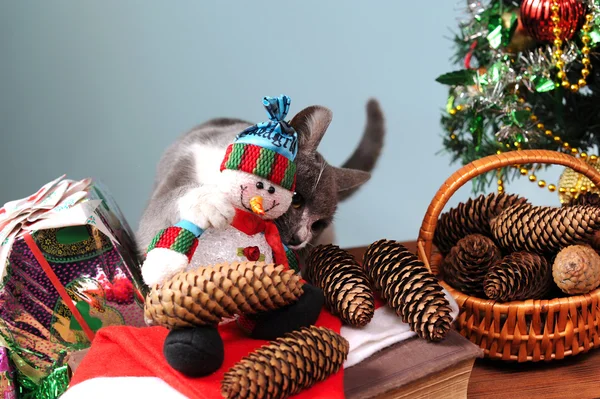 クリスマス decoraton にじゃれる猫 — ストック写真