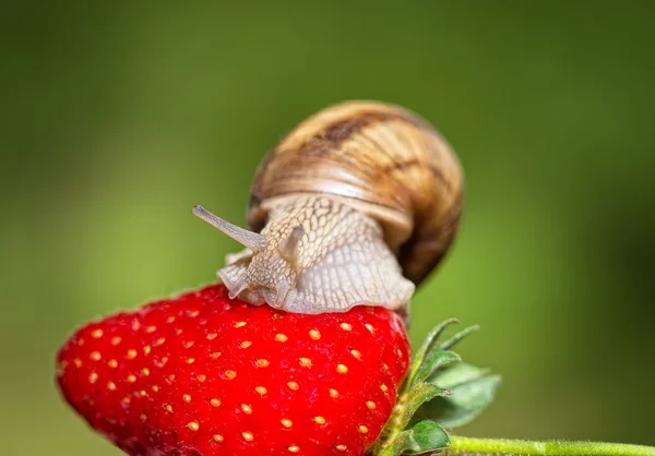 Snail eating a ripe strawberry — Stock Photo, Image