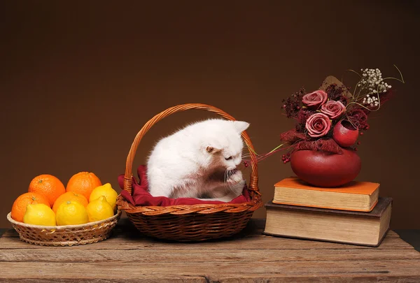 Gato en mimbre bañado con naranjas —  Fotos de Stock