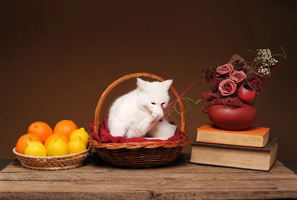 Gato en mimbre bañado con naranjas —  Fotos de Stock