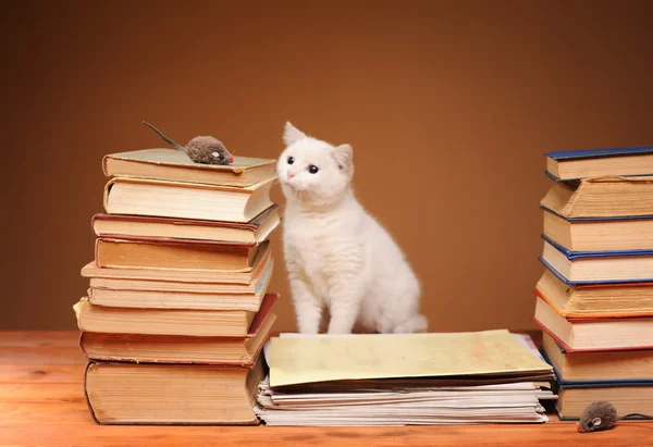 Gato branco brincando com um mouse de pelúcia — Fotografia de Stock