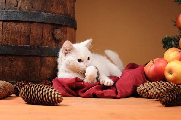 Witte kat spelen met pinecones — Stockfoto