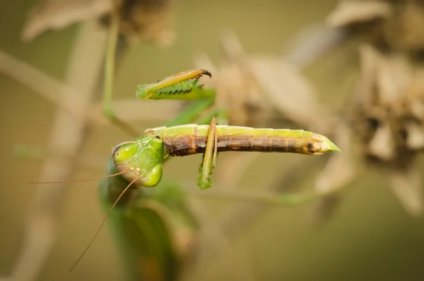 Orando mantis comiendo un saltamontes — Foto de Stock