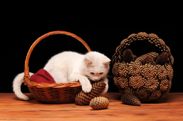 Witte kat spelen — Stockfoto