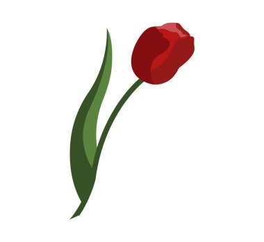 Bahar çiçeği lalesi. Tasarım ve selamlar için vektör ögesi, sevdikleriniz için kartpostal.