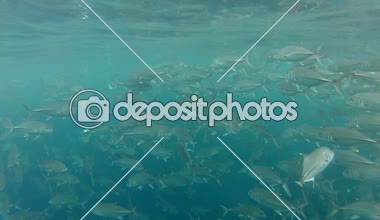 Jack balık tulamben balık