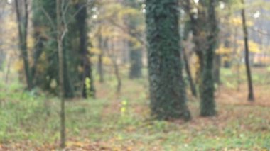 Yaprakları atan kız