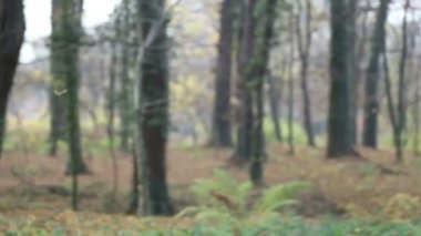 Yaprakları atan kız