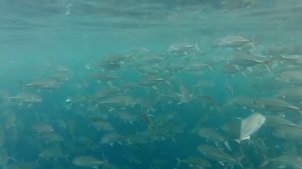 Banc de poissons gris dans le tulamben — Video