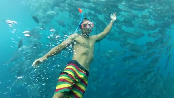 Person swimming among jack fish — Stock Video