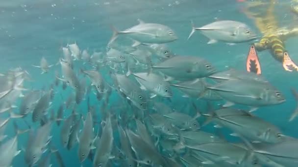 Menschen schwimmen zwischen Makrelenfischen — Stockvideo