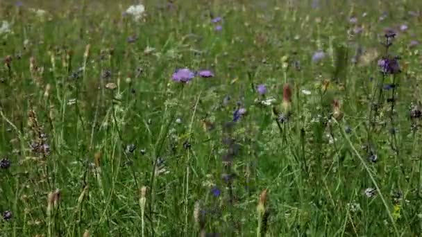 Wild flowers in field — Stock Video