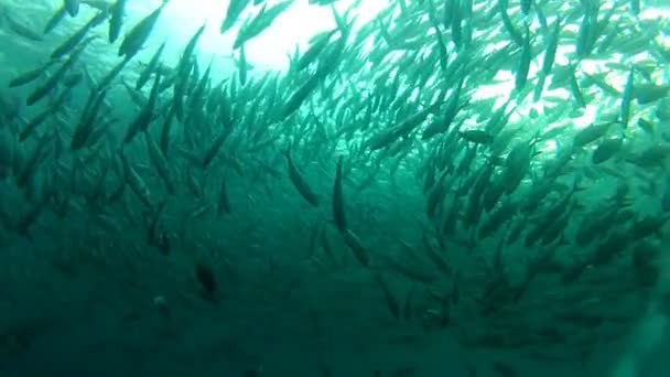 Shoal van fish jack in tulamben — Stockvideo