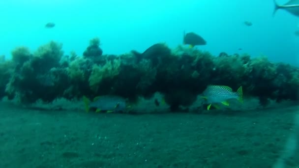 Βύθισμα με την καρένα από ψάρια jack στην tulamben — Αρχείο Βίντεο