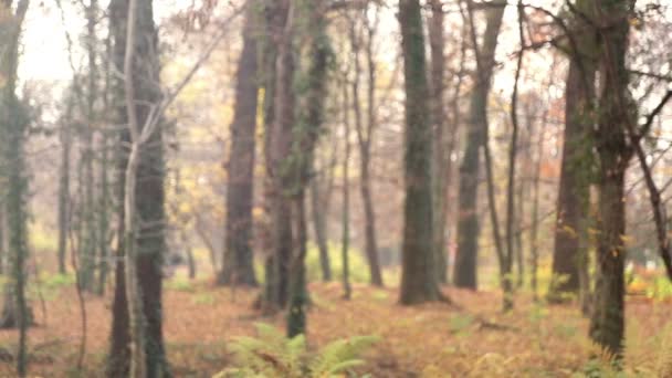 Girl throwing leaves — Stock Video