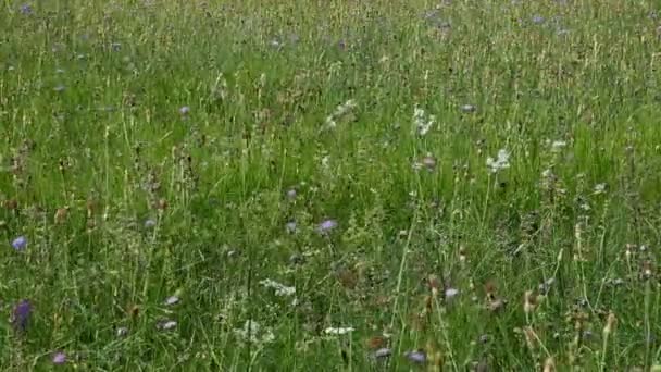 Wildblumen im Feld — Stockvideo