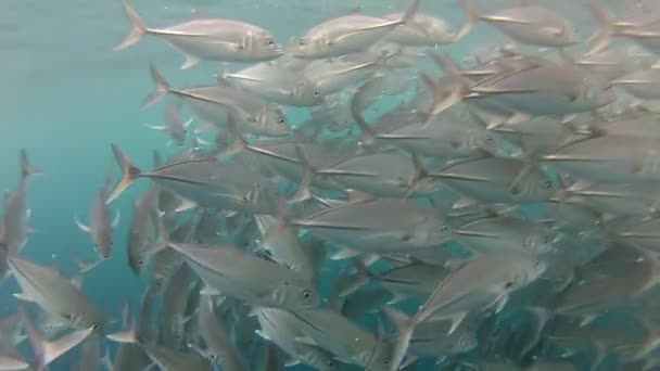 Shoal of jack fish in tulamben — Stock Video