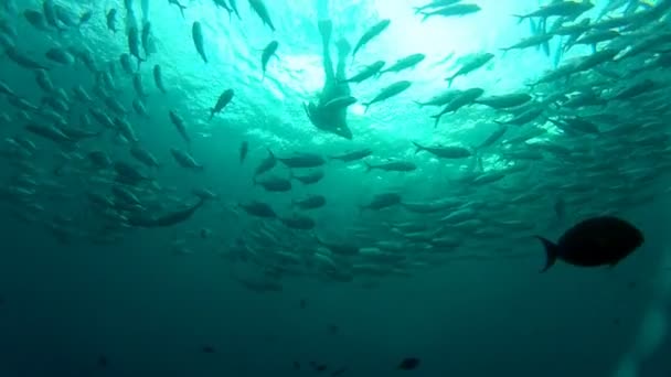 Osoba, plavání mezi jack ryb — Stock video