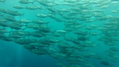 Jack balık tulamben balık