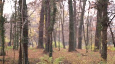 Yaprakları atan kız