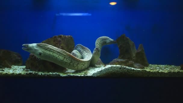 Moray eels swimming in aquarium — Stock Video