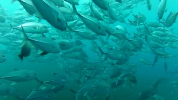 Shoal of jack fish in tulamben — Stock Video